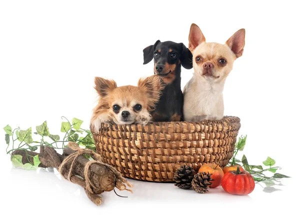 Svart Och Brun Taxa Och Chihuahua Framför Vit Bakgrund — Stockfoto