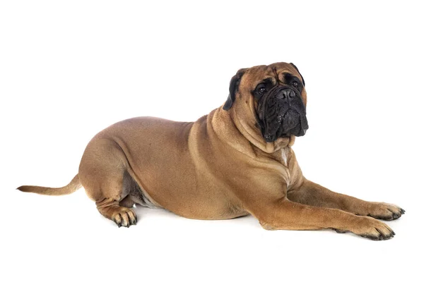 Jovem Bullmastiff Frente Fundo Branco — Fotografia de Stock