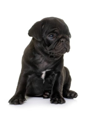 Beyaz arkaplan önünde köpek yavrusu siyah pug