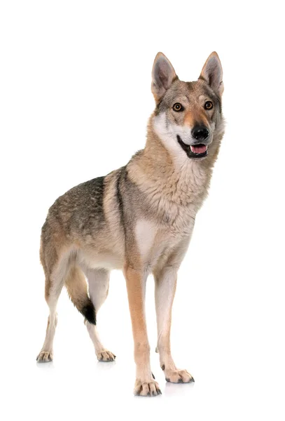 Czechoslovakian Varg Hund Framför Vit Bakgrund — Stockfoto