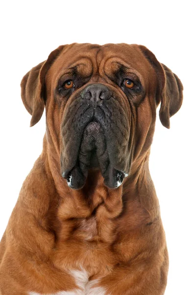 Mastino Bordeaux Davanti Allo Sfondo Bianco — Foto Stock