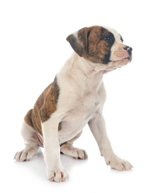 Beyaz arka planda köpek yavrusu Amerikan Bulldog 'u