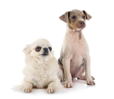 Beyaz arka planda köpek yavrusu Brezilya teriyeri ve chihuahua.