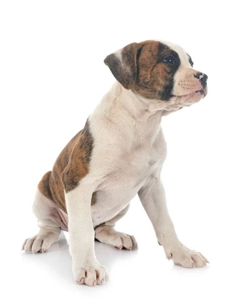 Cachorro Americano Bulldog Frente Fundo Branco — Fotografia de Stock