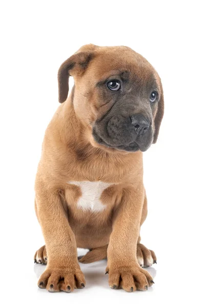 Cucciolo Mastino Italiano Davanti Sfondo Bianco — Foto Stock