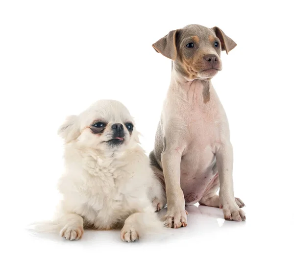 Cachorro Brasileiro Terrier Chihuahua Frente Fundo Branco — Fotografia de Stock