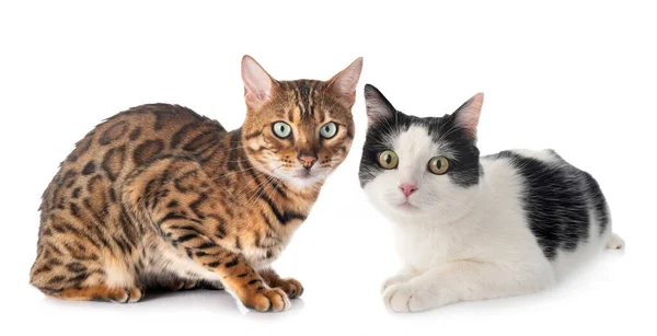 Bengal Cat Front White Background — Stock Photo, Image