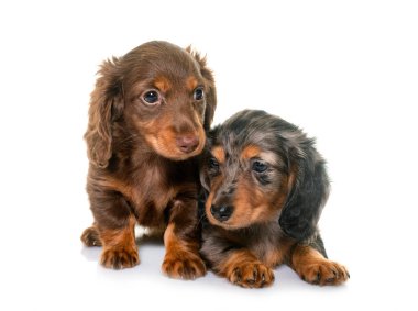 Beyaz arkaplan önünde köpek yavruları