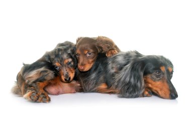 Beyaz arkaplan önünde üç dachshund