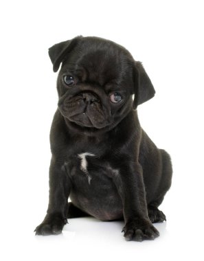 Beyaz arkaplan önünde köpek yavrusu siyah pug