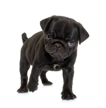 Beyaz arkaplan önünde köpek yavrusu siyah pug