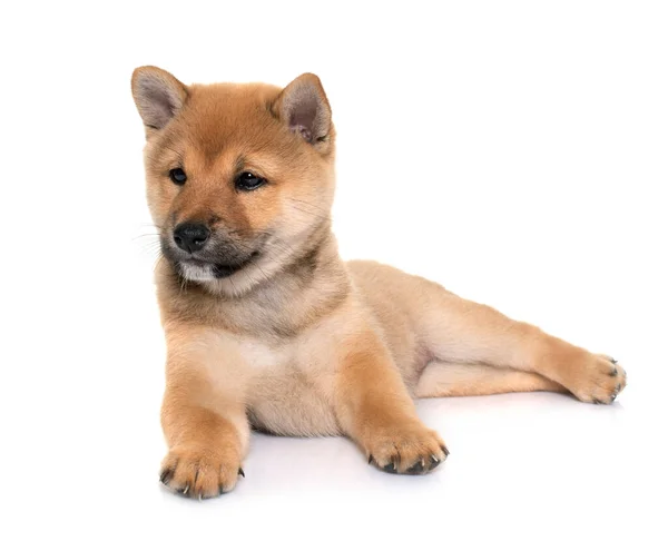 Cucciolo Shiba Inu Fronte Sfondo Bianco — Foto Stock