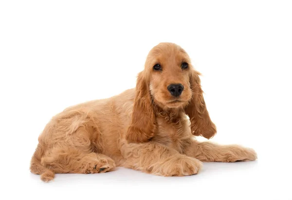 Beyaz Arkaplan Önünde Köpek Cocker Spaniel — Stok fotoğraf