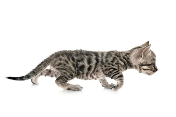 Bengal Cat Front White Background — Stock Photo, Image