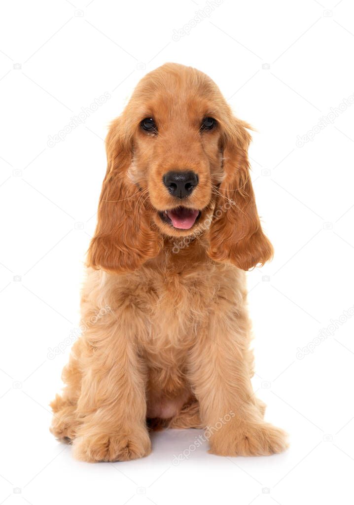 puppy cocker spaniel in front of white background