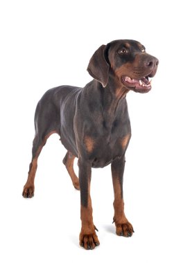 Dobermann beyaz arkaplanın önünde eziyor.