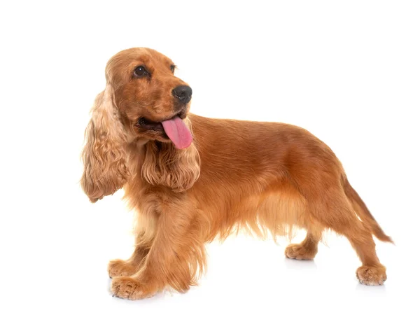 Cocker Spaniel Frente Fundo Branco — Fotografia de Stock