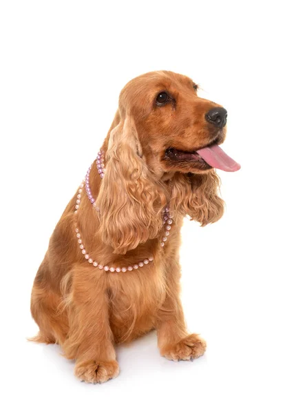 Cocker Spaniel Framför Vit Bakgrund — Stockfoto