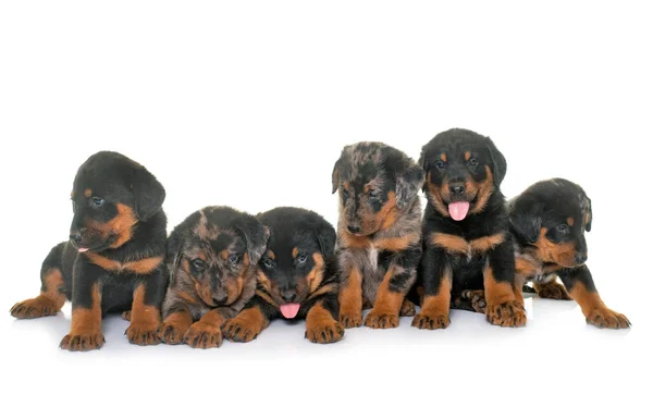 Beauceron Puppies Voorkant Van Witte Achtergrond — Stockfoto