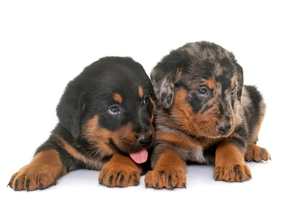 Beauceron Filhotes Frente Fundo Branco — Fotografia de Stock