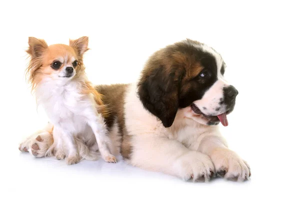 Puppy Heilige Bernard Chihuahua Voorkant Van Witte Achtergrond — Stockfoto