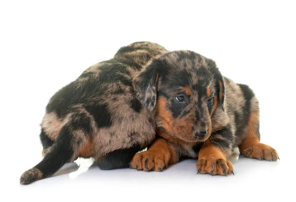 Beauceron Welpen Vor Weißem Hintergrund — Stockfoto