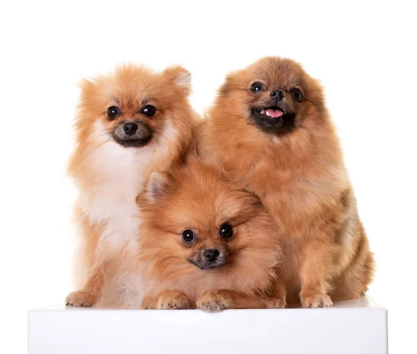 Mladí Pomeranians Před Bílým Pozadím — Stock fotografie