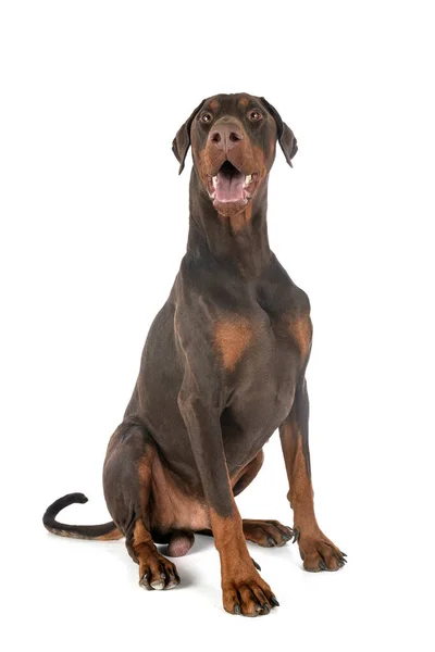 Dobermann Pinsher Voor Witte Achtergrond — Stockfoto