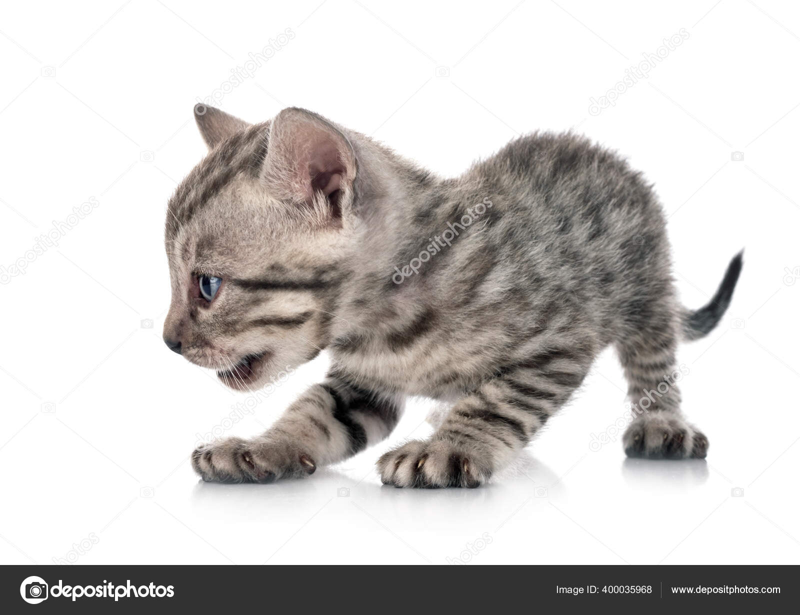 Bengal Cat Depan Latar Belakang Putih Stok Foto C Cynoclub 400035968