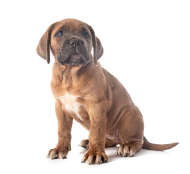 Beyaz arka planda köpek yavrusu İtalyan mastifi.