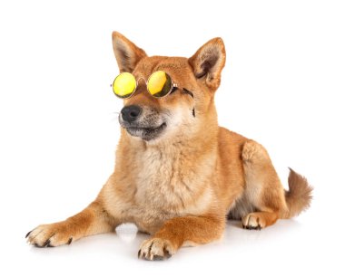 Beyaz arkaplan önünde shiba inu