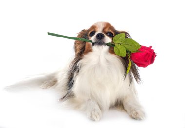Beyaz arkaplan önünde papillon köpek