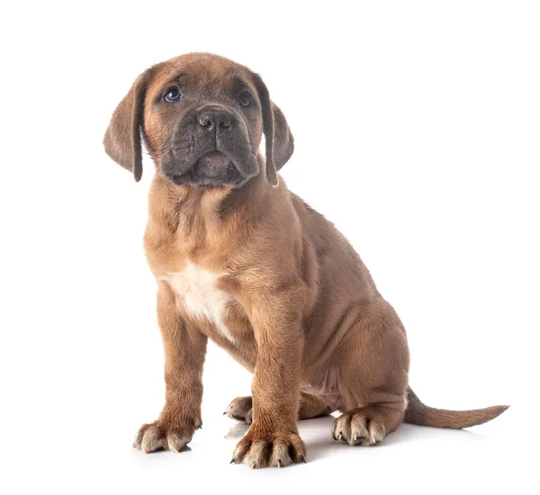 Pup Italiaanse Mastiff Voorkant Van Witte Achtergrond — Stockfoto