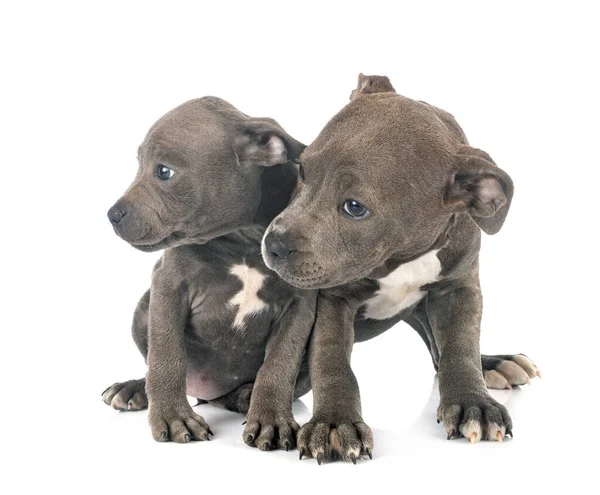 Puppies Staffordshire Bull Terrier Front White Background — Stock Photo, Image