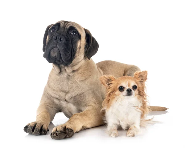 Junge Dogge Und Chihuahua Vor Weißem Hintergrund — Stockfoto