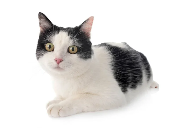 Stray Cat Front White Background — Stock Photo, Image