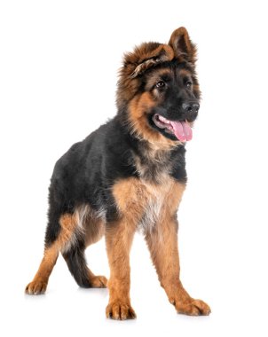 Beyaz arka planda köpek yavrusu Alman çoban köpeği.