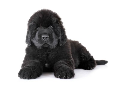 Köpek yavrusu Newfoundland köpeği beyaz arkaplan önünde