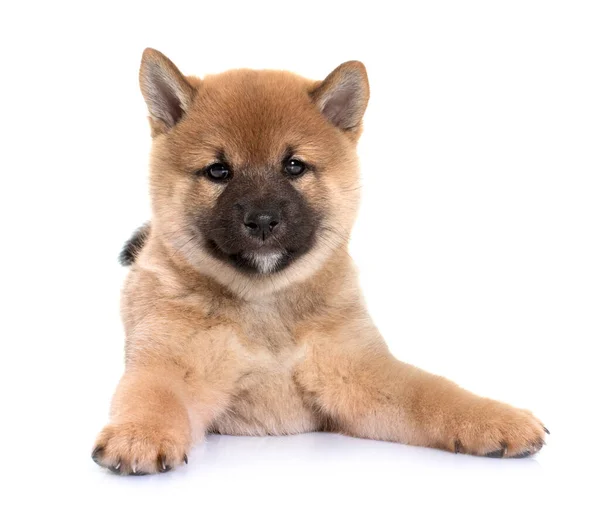 Filhote Cachorro Shiba Inu Frente Fundo Branco — Fotografia de Stock