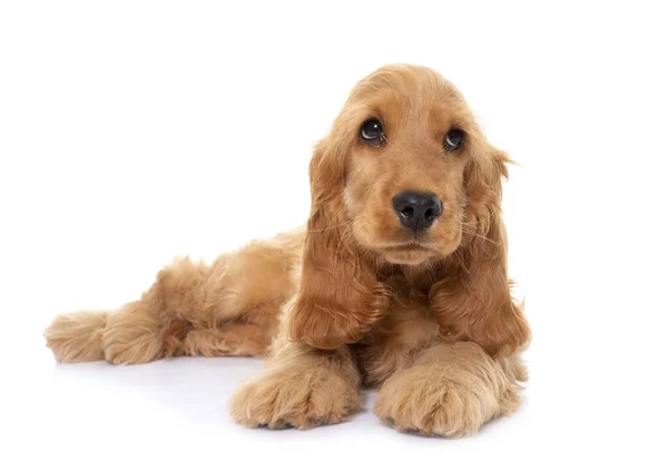 Cucciolo Cocker Spaniel Davanti Sfondo Bianco — Foto Stock