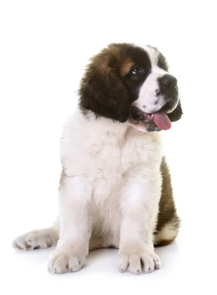 Chiot Saint Bernard Face Fond Blanc — Photo