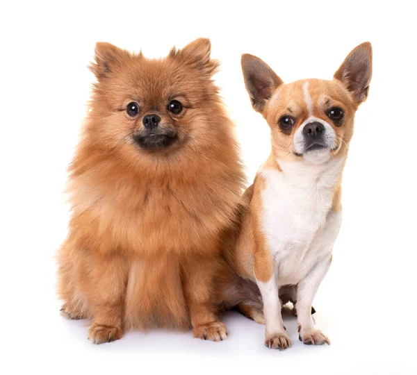 Jovem Pomeraniano Chihuahua Frente Fundo Branco — Fotografia de Stock