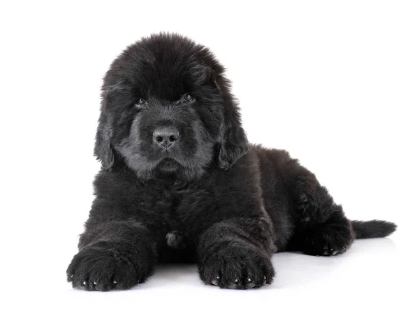 Valp Newfoundland Hund Framför Vit Bakgrund — Stockfoto