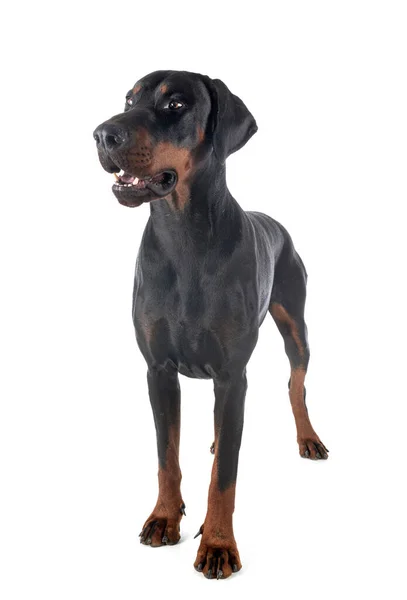 Dobermann Pinsher Frente Fundo Branco — Fotografia de Stock