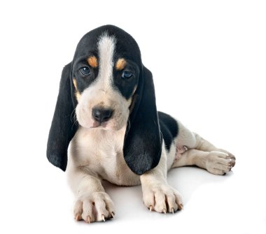 Bernese Schweizer Laufhund beyaz arkaplan önünde