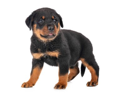 Beyaz arkaplan önünde köpek yavrusu rottweiler
