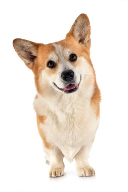 Beyaz arkaplan önünde Pembroke Galsh Corgi