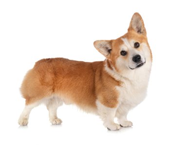 Beyaz arkaplan önünde Pembroke Galsh Corgi