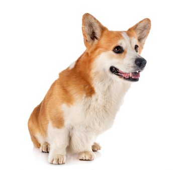 Beyaz arkaplan önünde Pembroke Galsh Corgi