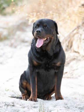 Safkan Rottweiler yazın doğada poz veriyor.